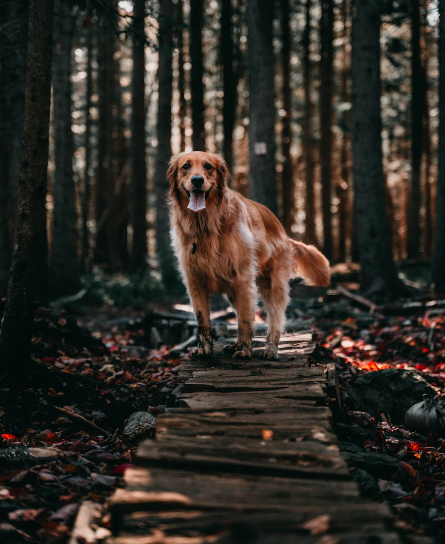 Hund bei einer Pause in der Natur