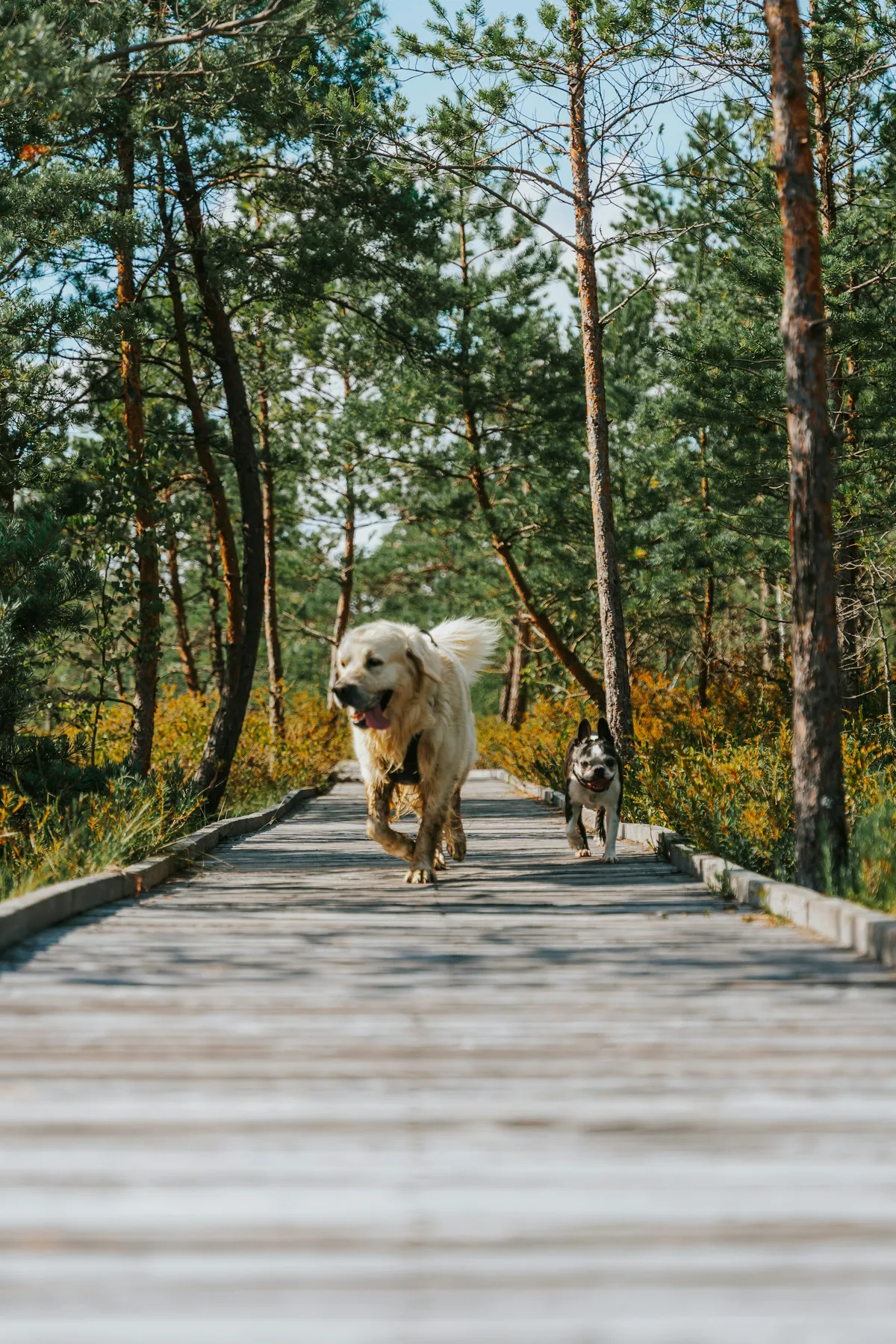 Zwei Hunde laufen auf einem Holzweg durch den Wald